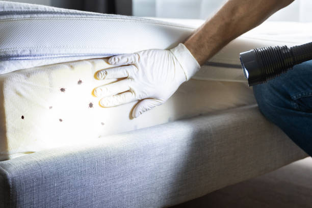 Best Local Pest Control Services  in Mdleton, ID